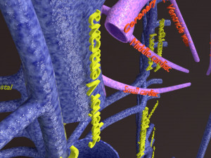 Human venous system schematic 3D 3D Model