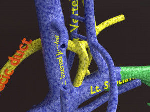 Human venous system schematic 3D 3D Model