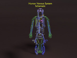 Human venous system schematic 3D 3D Model