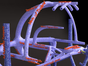 Human venous system schematic 3D 3D Model