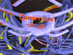 Human venous system schematic 3D 3D Model