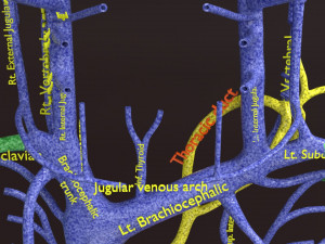 Human venous system schematic 3D 3D Model