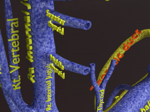 Human venous system schematic 3D 3D Model