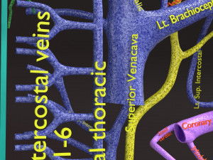 Human venous system schematic 3D 3D Model
