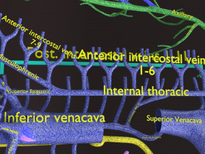 Human venous system schematic 3D 3D Model