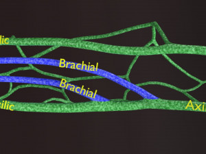 Human venous system schematic 3D 3D Model