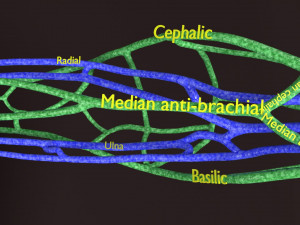 Human venous system schematic 3D 3D Model