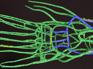 Human venous system schematic 3D 3D Model