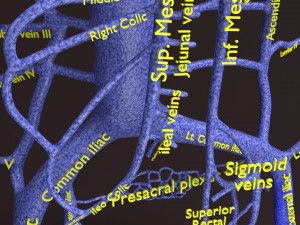 Human venous system schematic 3D 3D Model