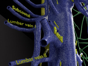 Human venous system schematic 3D 3D Model