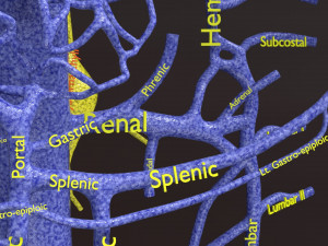 Human venous system schematic 3D 3D Model