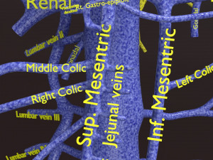 Human venous system schematic 3D 3D Model