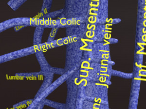 Human venous system schematic 3D 3D Model