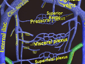 Human venous system schematic 3D 3D Model