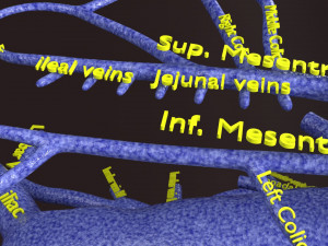 Human venous system schematic 3D 3D Model