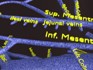 Human venous system schematic 3D 3D Model