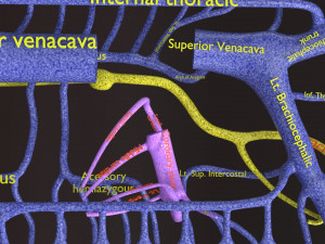 Human venous system schematic 3D 3D Model