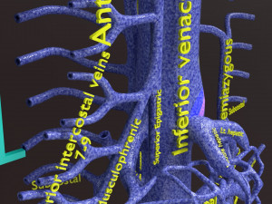 Human venous system schematic 3D 3D Model