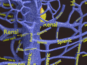 Human venous system schematic 3D 3D Model