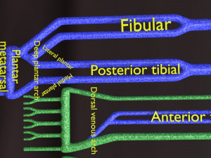 Human venous system schematic 3D 3D Model