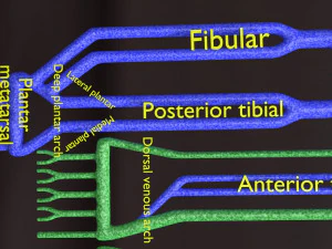 Human venous system schematic 3D 3D Model