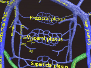 Human venous system schematic 3D 3D Model