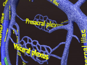 Human venous system schematic 3D 3D Model