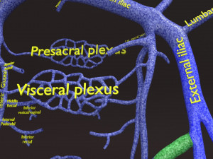 Human venous system schematic 3D 3D Model
