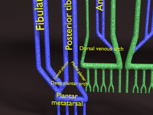 Human venous system schematic 3D 3D Model