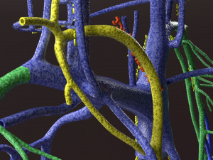 Human venous system schematic 3D 3D Model