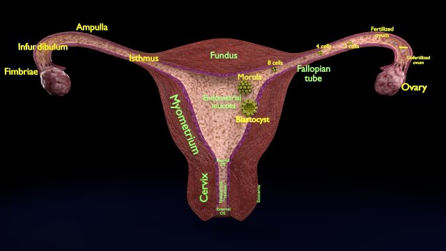 Fertilization stages of ovum 3D मॉडल .c4d .max .obj .3ds .fbx .stl .blend 