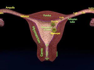 Est&aacute;gios de fertiliza&ccedil;&atilde;o do &oacute;vulo Modelo 3D