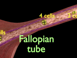 Fertilization stages of ovum 3D मॉडल