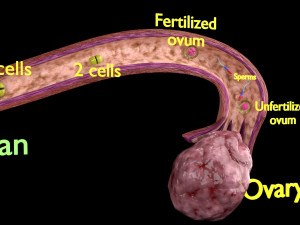Fertilization stages of ovum 3D मॉडल