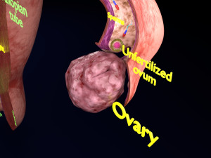 Fertilization stages of ovum 3D मॉडल