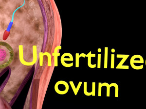 Fertilization stages of ovum 3D मॉडल