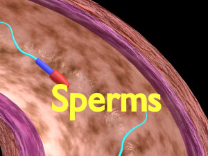Fertilization stages of ovum 3D मॉडल