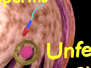 Fertilization stages of ovum 3D मॉडल