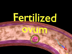 Fertilization stages of ovum 3D मॉडल