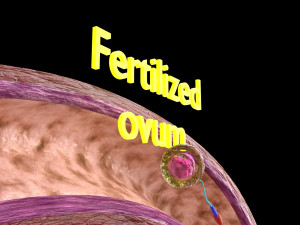 Fertilization stages of ovum 3D मॉडल