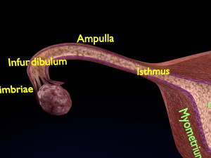 Fertilization stages of ovum 3D मॉडल