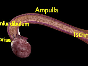 Fertilization stages of ovum 3D मॉडल