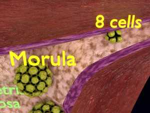 Fertilization stages of ovum 3D मॉडल
