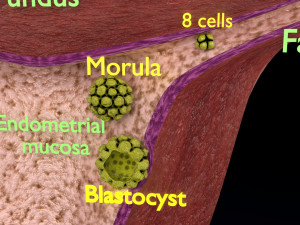 Fertilization stages of ovum 3D मॉडल