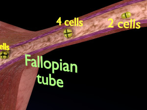 Fertilization stages of ovum 3D मॉडल