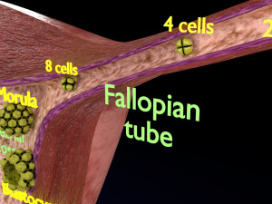 Fertilization stages of ovum 3D मॉडल
