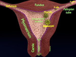 Fertilization stages of ovum 3D मॉडल