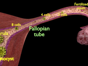 Fertilization stages of ovum 3D मॉडल