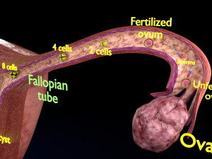 Fertilization stages of ovum 3D मॉडल