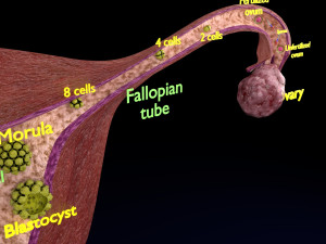 Fertilization stages of ovum 3D मॉडल